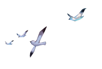 Seagulls